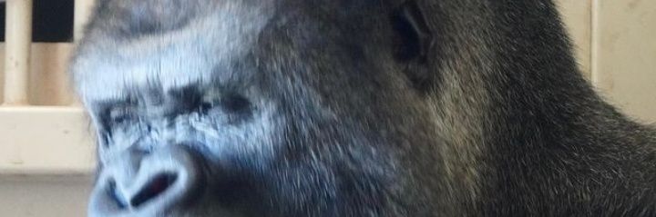 काला नमक banner