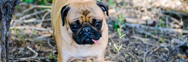 PugKnight's profile banner image