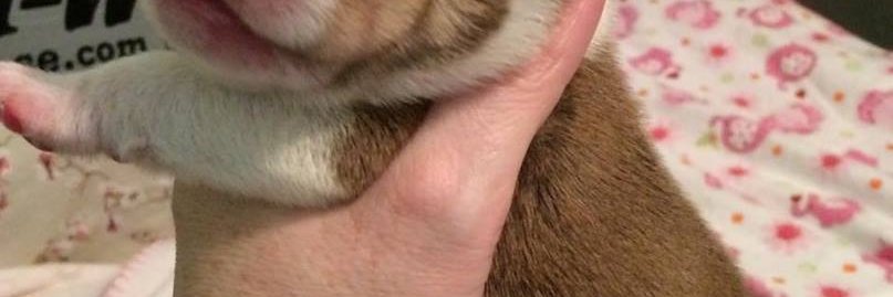 BulldoggeBrooks's profile banner image