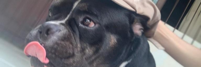 pedroDamm's profile banner image