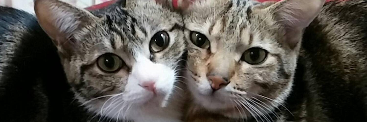 kiwi_moon's profile banner image