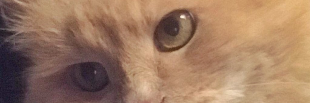 PechivkoPat's profile banner image