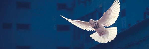 Dom_Lehmann Profile Banner