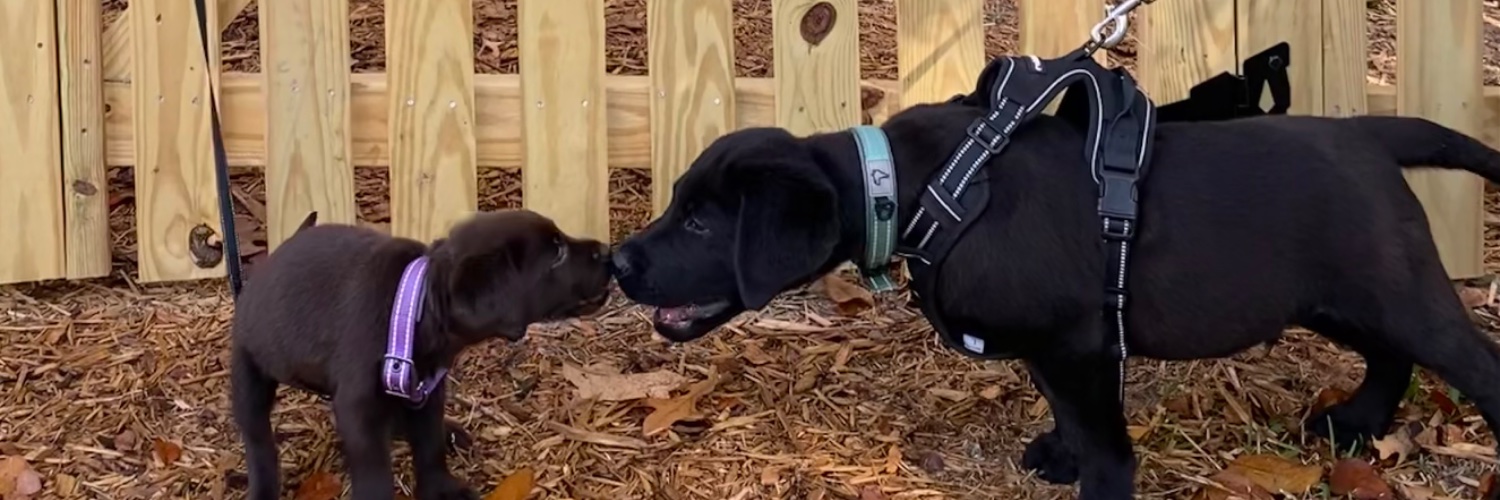 Dianne Janssen banner