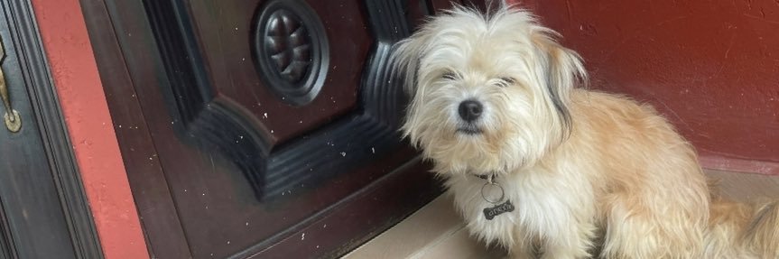 dog lover 💕🐾 banner