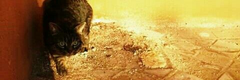 Gaticoyco's profile banner image