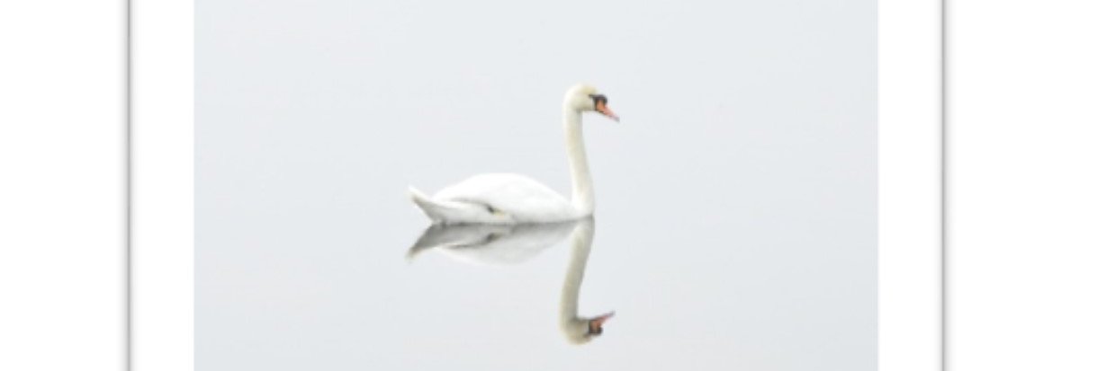 SwanAmpleforth1's profile banner image