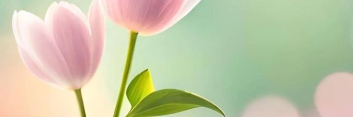 Elham99223956's profile banner image