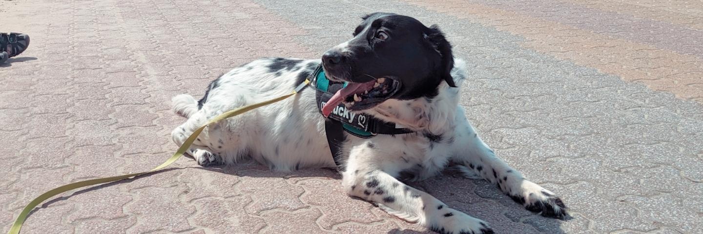 Sébastien 👨🏻‍🦱🐶 banner