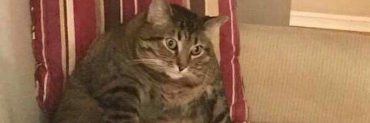 Tall Burger Hater banner