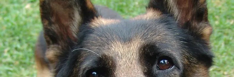 GusJujus's profile banner image