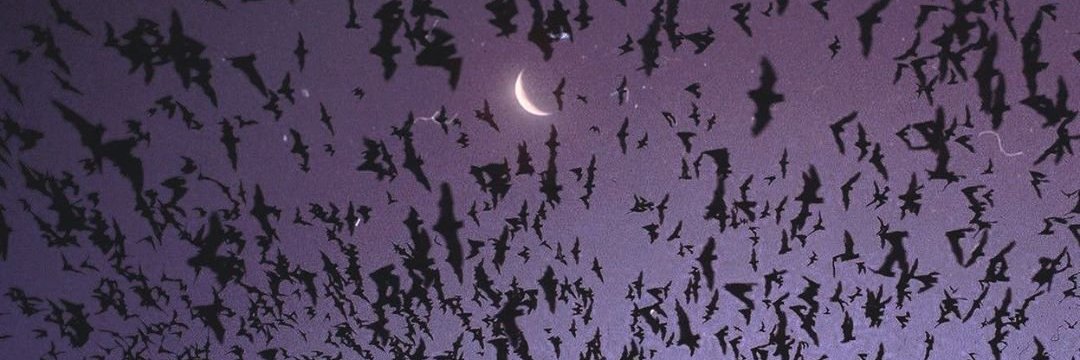 ℕ𝕚𝕥𝕙𝕚𝕖𝕝 banner