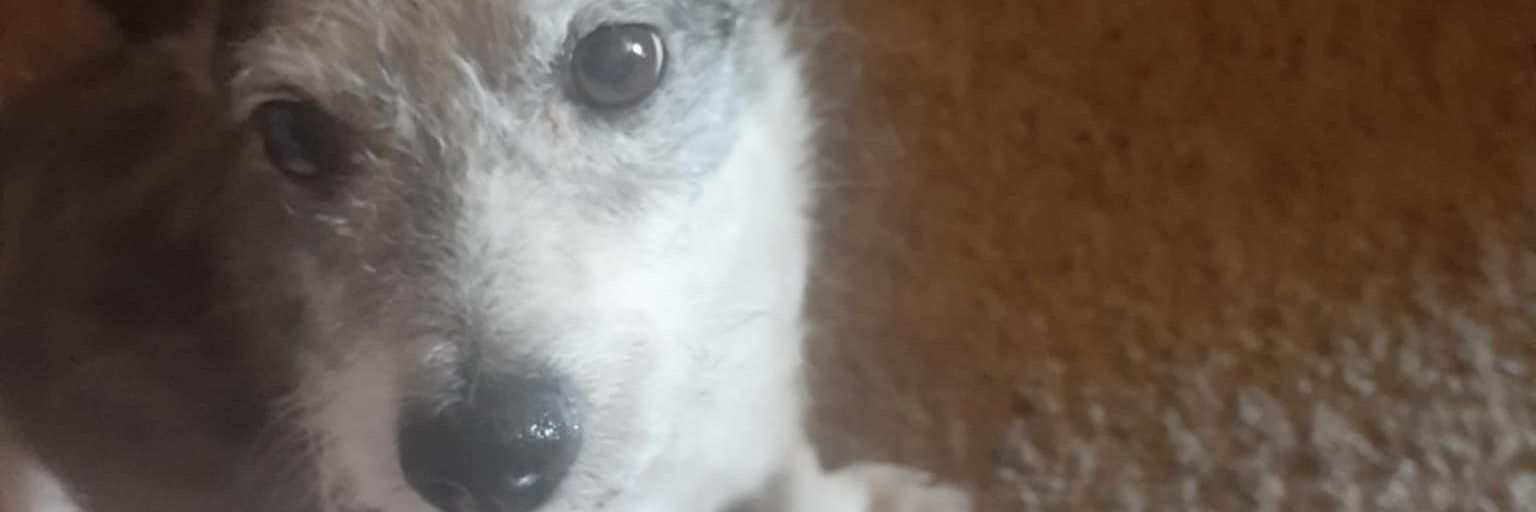 LONE_WOLF2776 banner