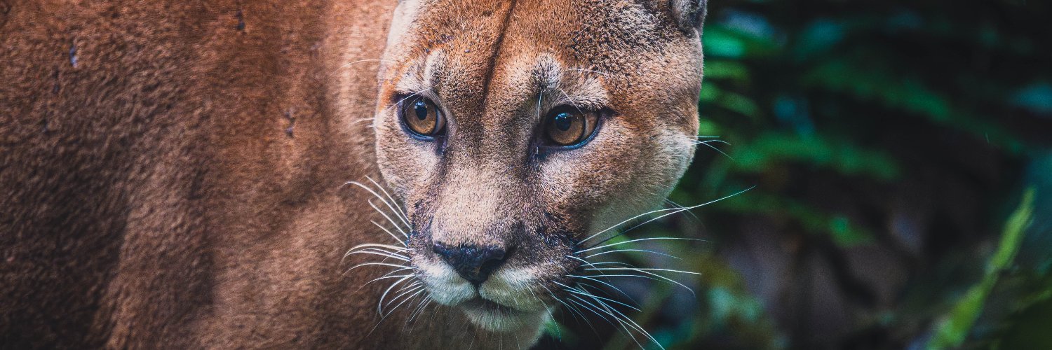 J. P. Monge S. banner