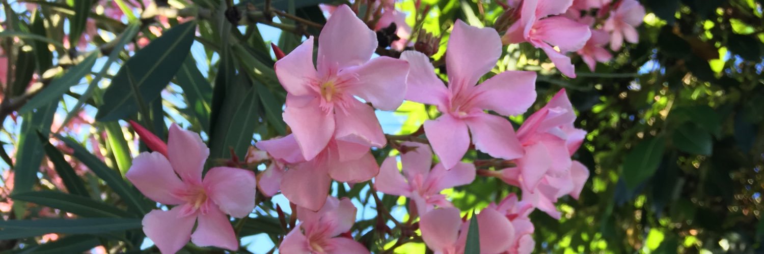 dee2's profile banner image
