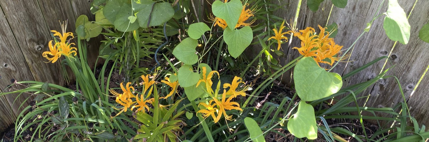 Charmion Mohning banner