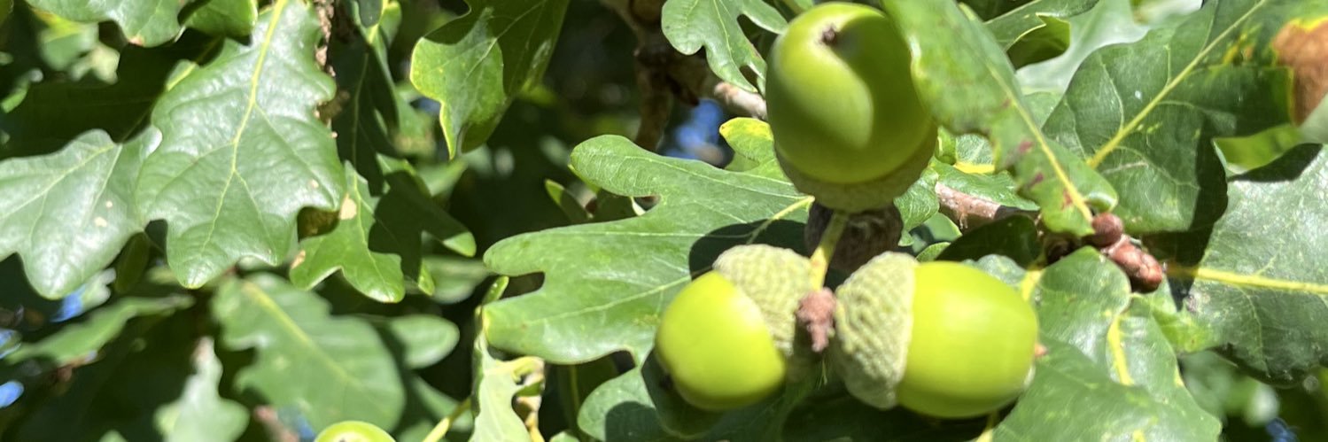 Eileen McEneaney RN banner