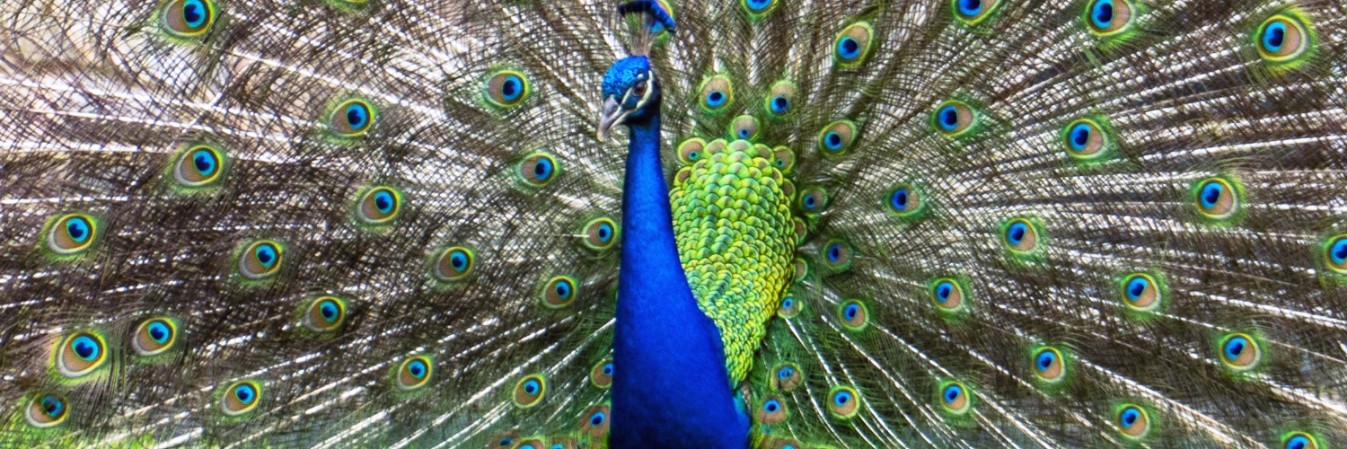 BostonLaurinda's profile banner image