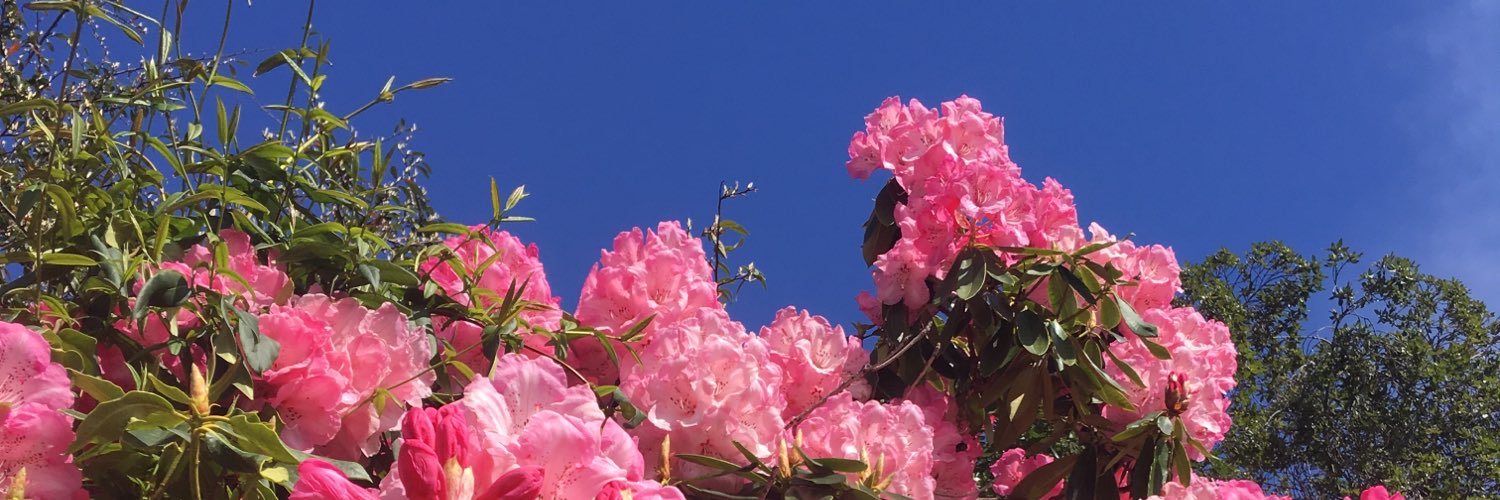____susie____'s profile banner image