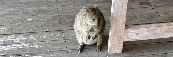 Quokka Stan Account Profile Banner