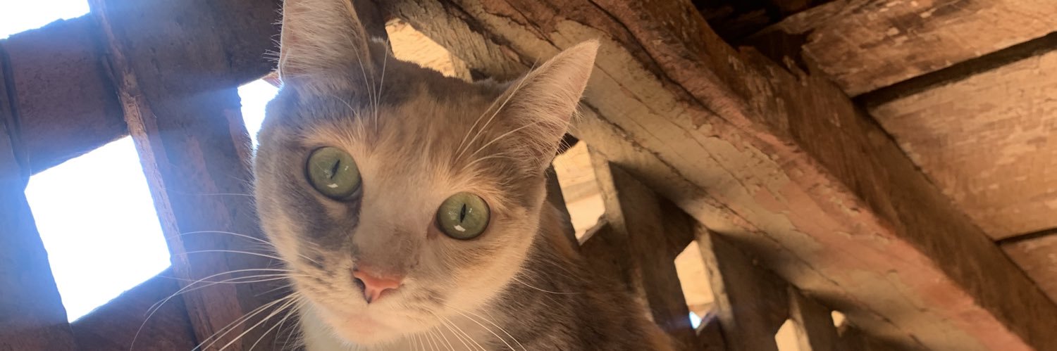 beaborck's profile banner image