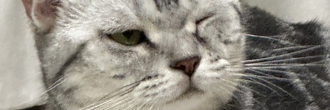 leiamummy's profile banner image