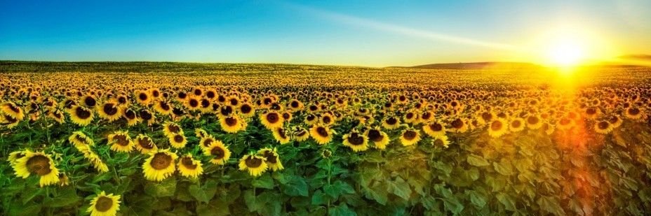 gastronemma's profile banner image