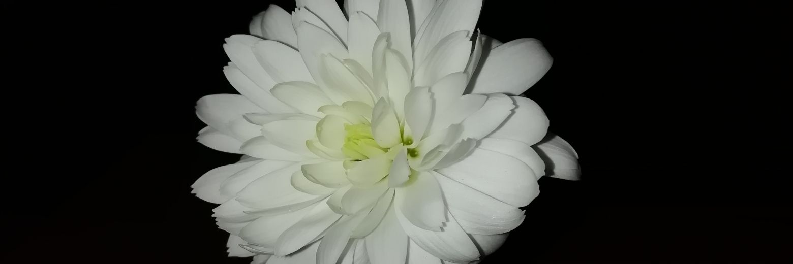 dabelriospi's profile banner image