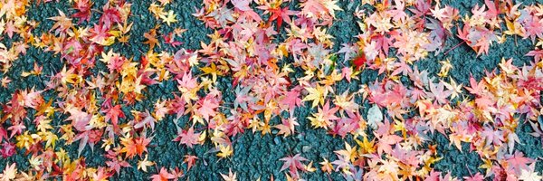 JaneLieberman Profile Banner