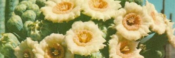 stephs Profile Banner