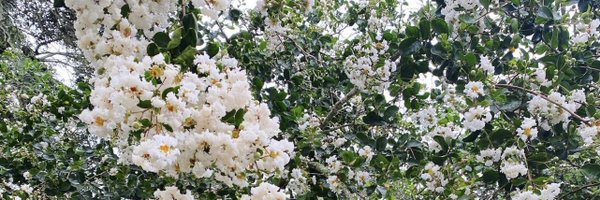 anaceballos_ Profile Banner