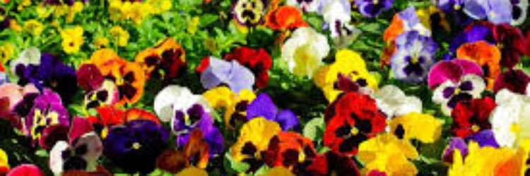 _thauniqueonee's profile banner image
