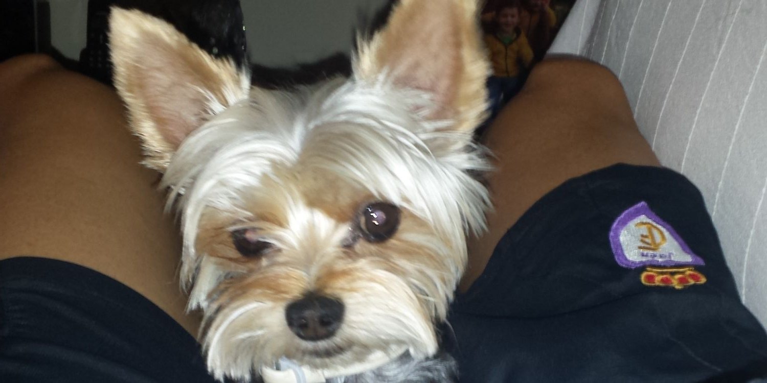 dani_torres5's profile banner image