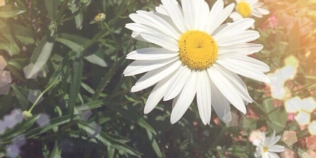 pearlla_'s profile banner image