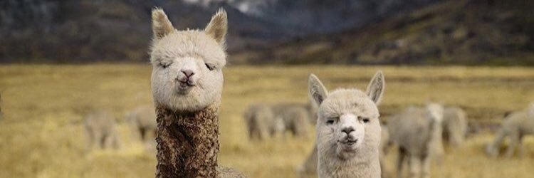 epotty_'s profile banner image