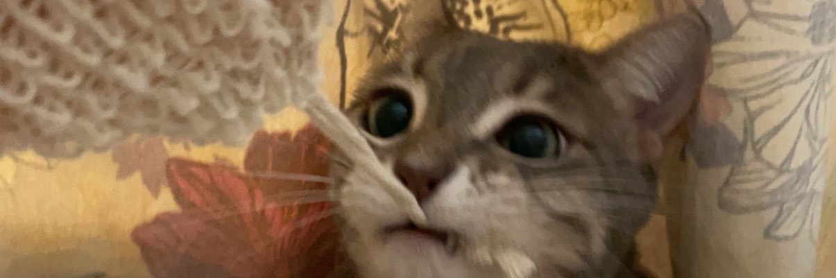 taylor_ahles's profile banner image