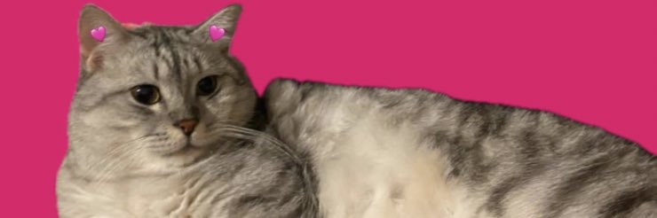 siieell's profile banner image