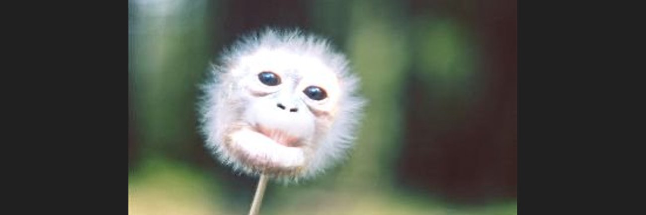 sugus 🇦🇷 banner