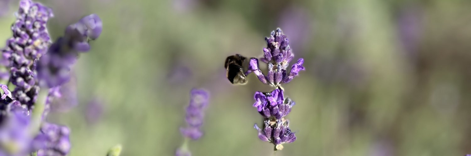 bozena_pytel's profile banner image
