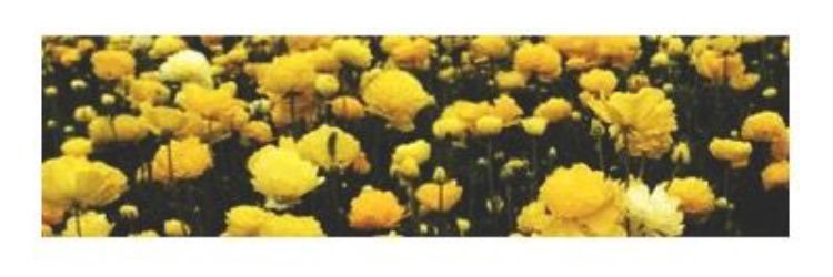 DeterminedGrace's profile banner image