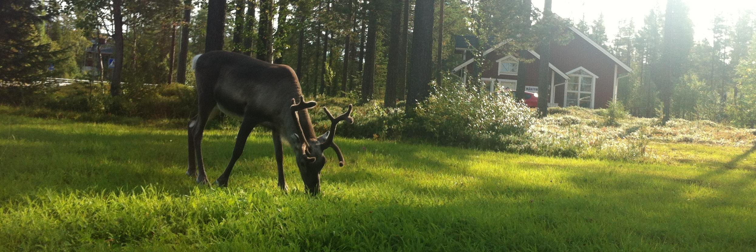 weirdeer_95's profile banner image