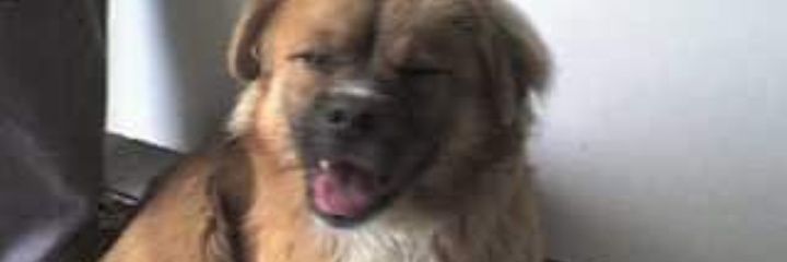 Brenda_Falcon12's profile banner image