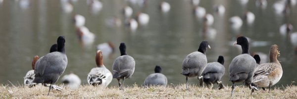 reopardmata Profile Banner