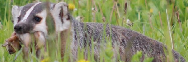SolomonBrad's profile banner image