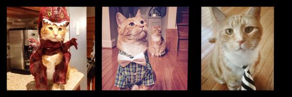 Irritating_Cat Profile Banner