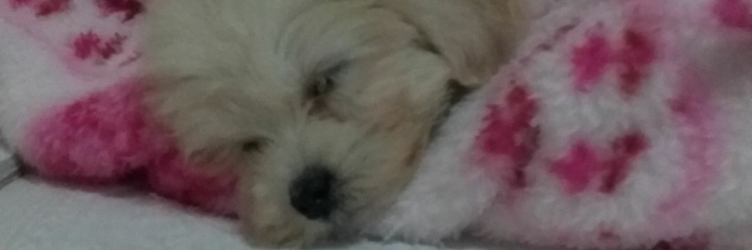 Andreaa_SuarezZ's profile banner image