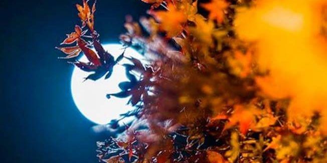Lyla banner