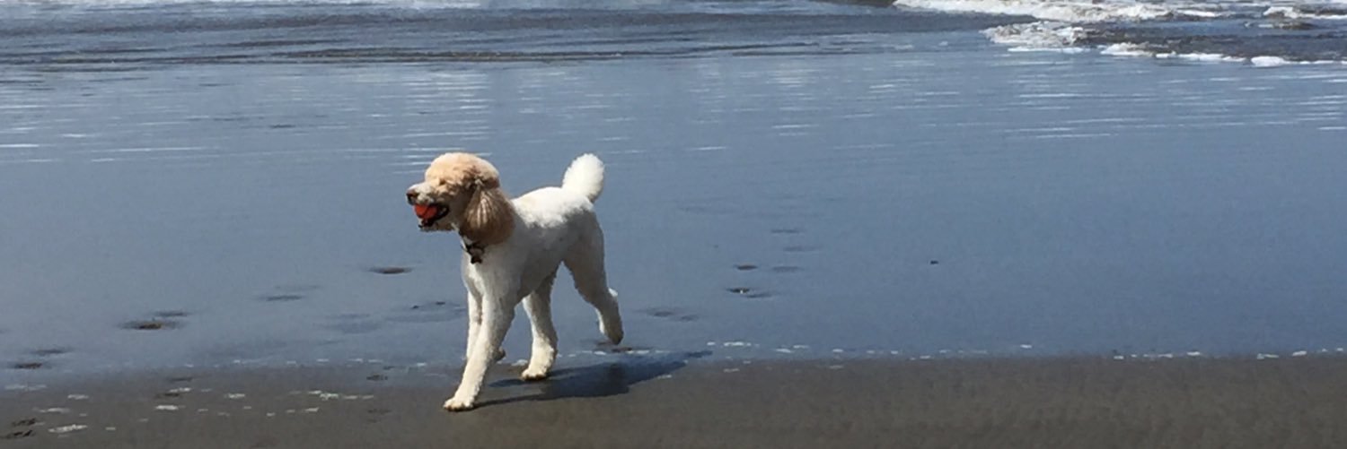 CA_Streamer's profile banner image