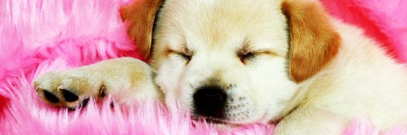 L0LGr's profile banner image