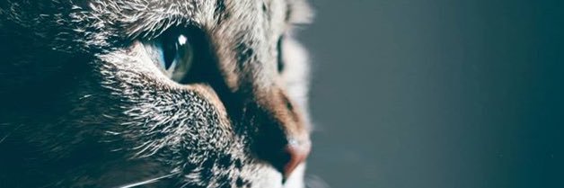 taylor_seiti's profile banner image